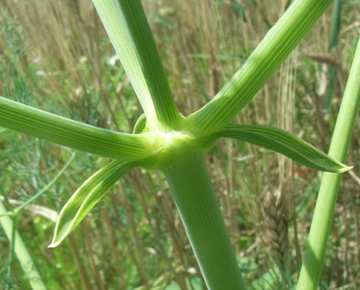 Ridolfia segetum / Aneto puzzolente